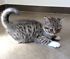 GATTINI BRITISH SHORTHAIR, PEDIGREE (IN REGALO)   Disponibili subito bellissimi gattini british shor