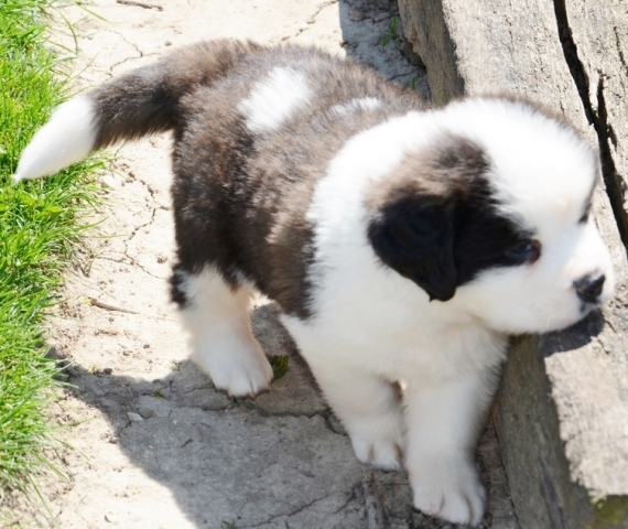   Regalo adorabili cuccioli san bernardo