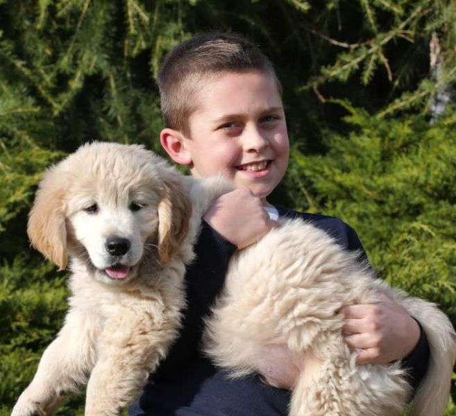 Cuccioli golden retriever con pedigree
