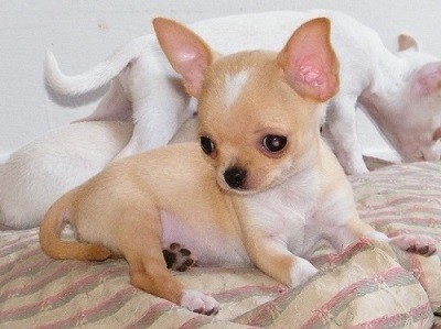 Chihuahua pelo corto