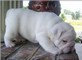 Disponibili cuccioli di Bulldog inglese maschio e femmina  Disponibili cuccioli di Bulldog inglese m