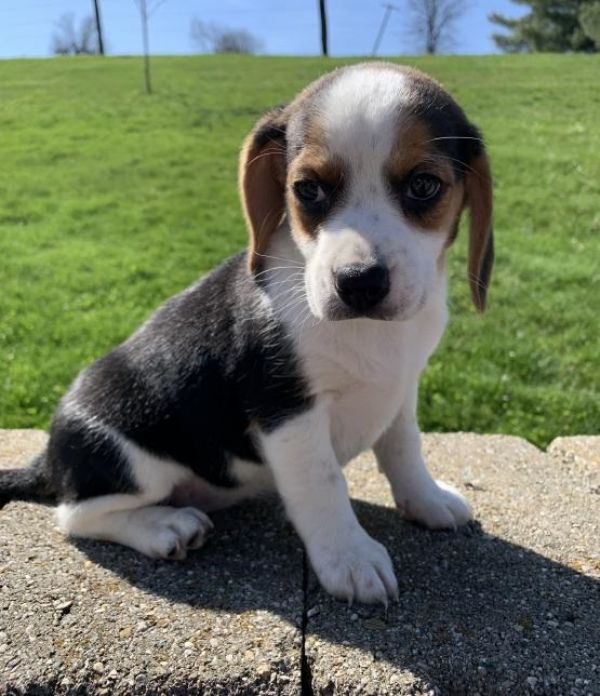 Beagle cuccioli introvabili cuccioli di Beagle intelligenti e dolcissimi attaccati al padrone Cuccio