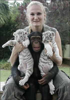 Cuccioli di tigre bianca in vendita