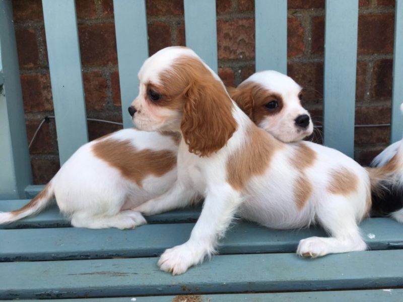 Cavalier King