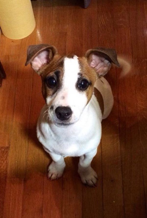 Jack russel cerca fidanzata!!
