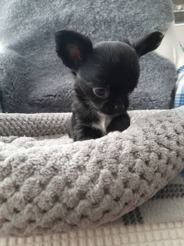   Chihuahua cuccioli introvabili cuccioli di Chihuahua intelligenti e dolcissimi attaccati al padron