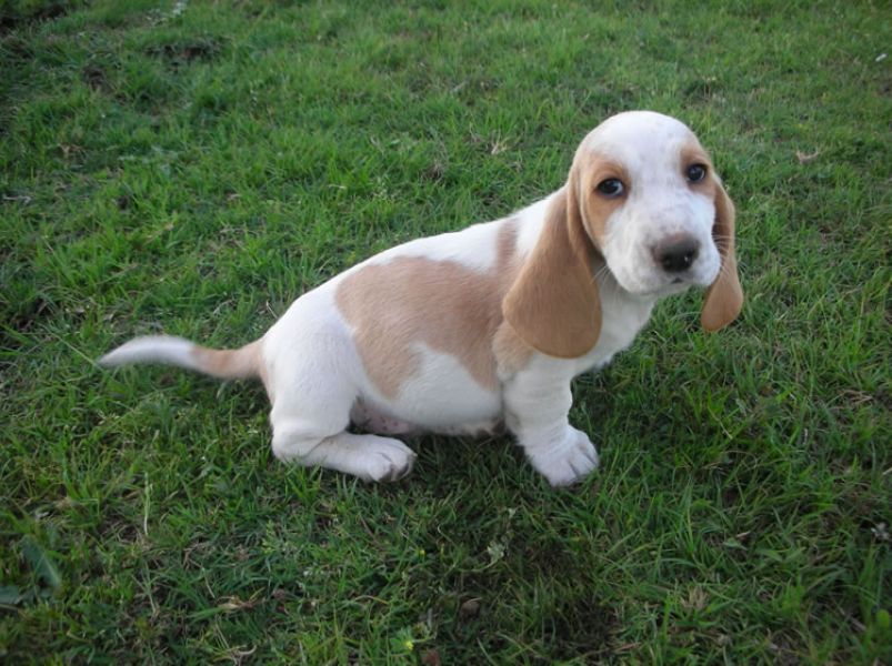 Regalo BELLISSIMI CUCCIOLI DI Basset Hound