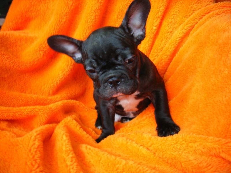  Adorabili cuccioli di Bulldog Francese femminucce e maschietti disponibili per l'adozione gratuita