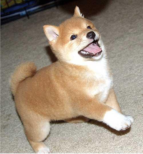 Bellissimi cuccioli di shiba inu con pedigree enci