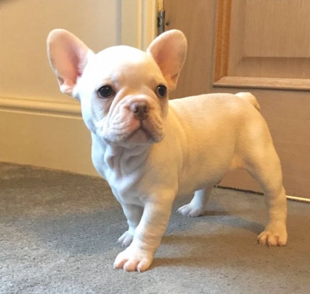 REGALO Cuccioli di Bulldog Francese