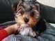 Disponibili cuccioli di Yorkshire Terrier Toy  Disponibili cuccioli di Yorkshire Terrier Toy