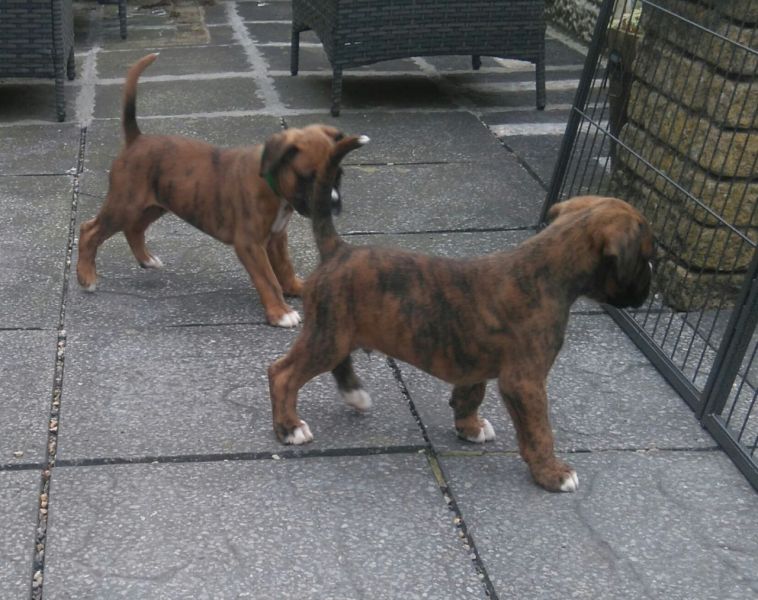 Maschio adorabile e cuccioli boxer femmina