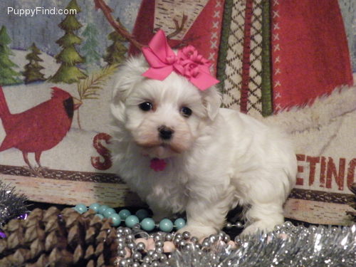 Cuccioli di micro maltese  ( per regalo )