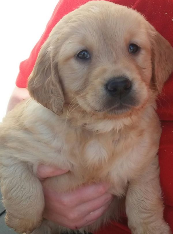 Regalo Cuccioli di Golden retriever in pronta consegna i cuccioli verranno Dato dopo 90 giorni dalla