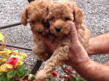 3 REGALO BARBONCINO CUCCIOLI DISPONIBILE PER L'ADOZIONE Offro in adozione cucciolata di BARBONCINO C