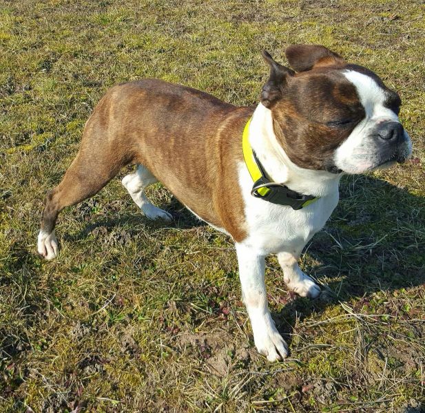 Molto bella e sani  cuccioli di boston terrier   per adozione maschi e femmine disponibili (gratis) 