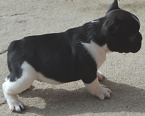  cuccioli di Bulldog Francese per adozione ( regalo  )