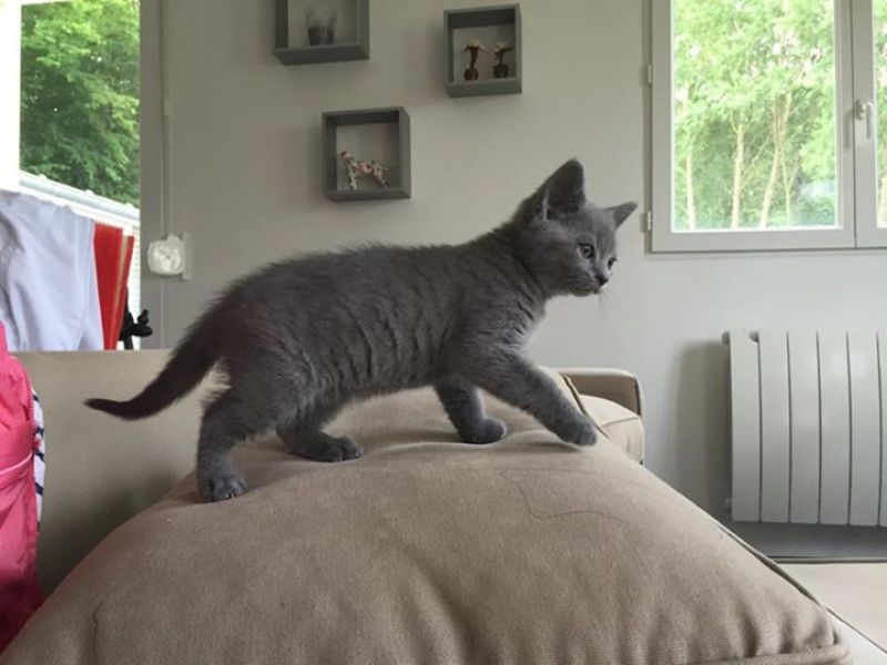Digitare meravigliosi gattini Certosini in regalo
