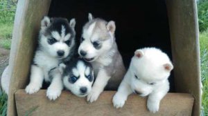 Regalo Cuccioli Siberian Husky 