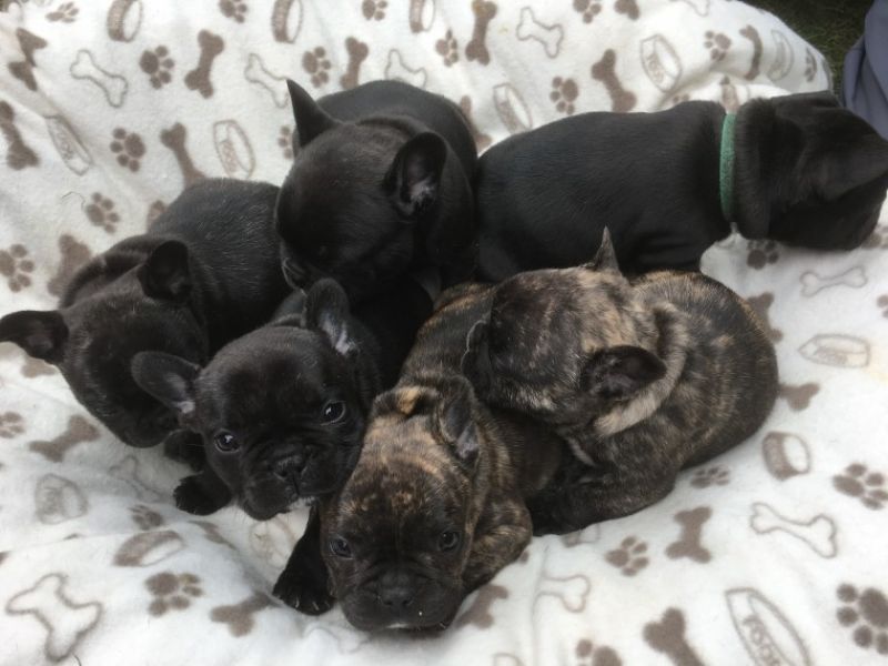 REGALO Cuccioli di Bulldog Francese