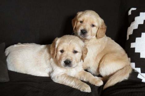 REGALO CUCCIOLI DI GOLDEN RETRIEVER DISPONIBILI CONTATTACI SUBITO  Disponibili subito 2 splendidi pu