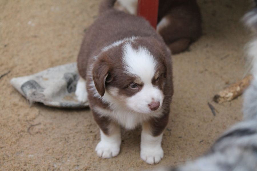 Cuccioli di AUSTRALIANO PASTORE  ( per regalo )