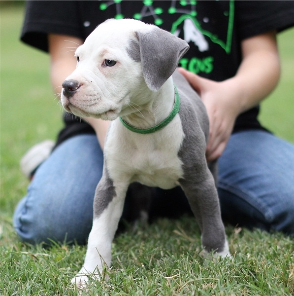 Regalo Cucciolo di pitbull in pronta consegna