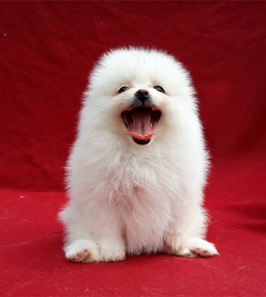 Regalo pomerania cuccioli introvabili cuccioli di pomerania intelligenti e dolcissimi attaccati al p