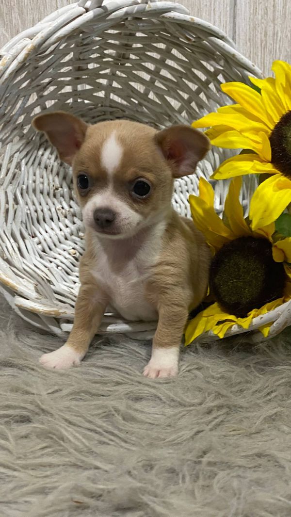   Chihuahua cuccioli introvabili cuccioli di Chihuahua intelligenti e dolcissimi attaccati al padron