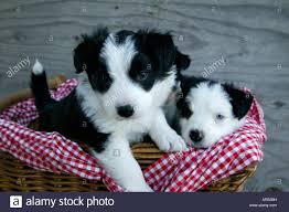 Adorabili cuccioli di border collie femminucce e maschietti disponibili per l'adozione cuccioli sono