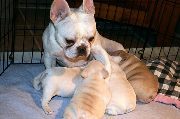 Cuccioli di bulldog francese