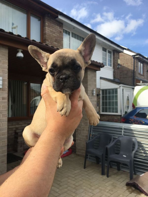 Regalo cuccioli di Bulldog maschi e femmine.
