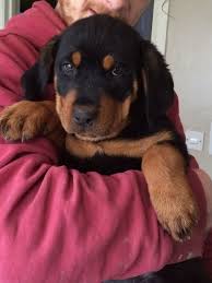 Cuccioli di doberman  ( per regalo )