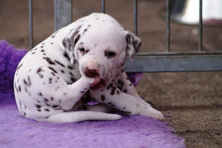  cuccioli di dalmata per adozione per adozione ( regalo )