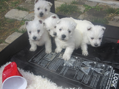 Adorabili cuccioli  West highland terrier