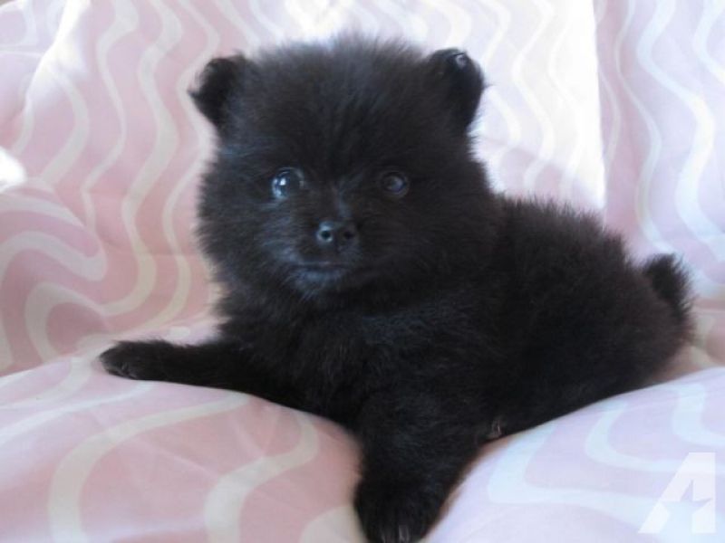 Regalo cucciolo regalo cuccioli di Pomerania.