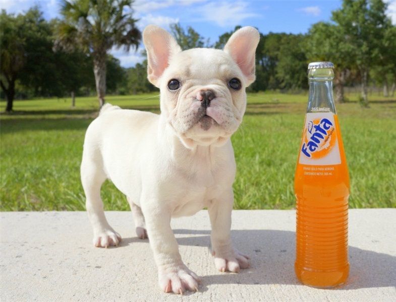 Cucciole di bulldog francese pedigree;;;;;