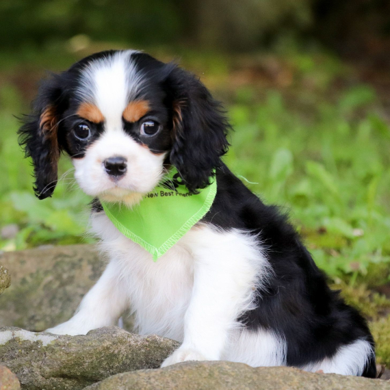 Regarlo Cavalier King cuccioli EMAIL (canine.boutique.pro@gmail.com)