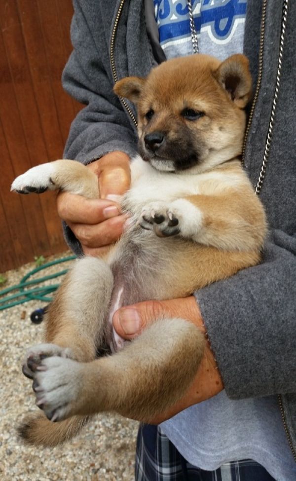 REGALO Cuccioli di Shiba Inu