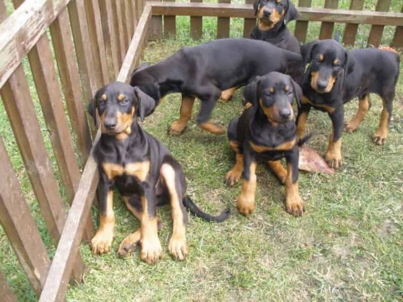 Regalo adorabili cuccioli Dobermann femminucce e maschietti