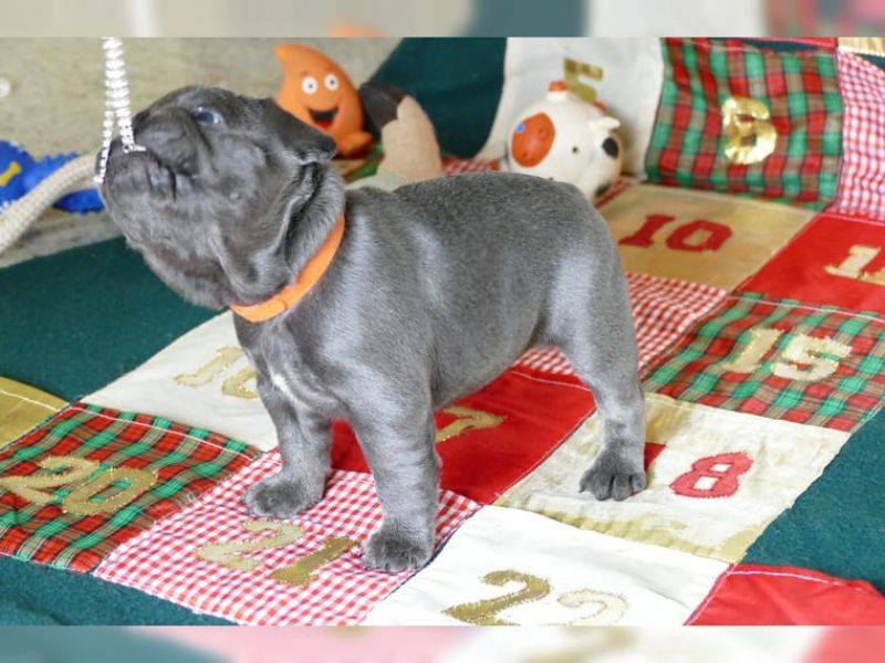 Regalo Cuccioli di Cane a Bulldog Francese