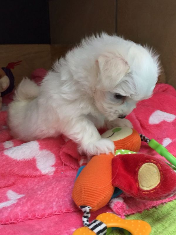 Cuccioli maltese mini toy con pedigree 