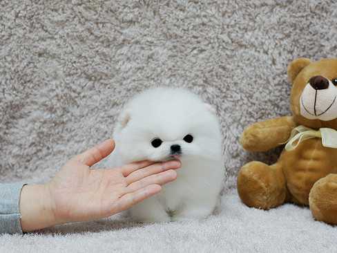 Regalo Volpini cuccioli di pomerania Piccoli