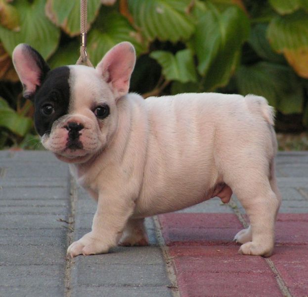 Regalo Cuccioli di bulldog francese