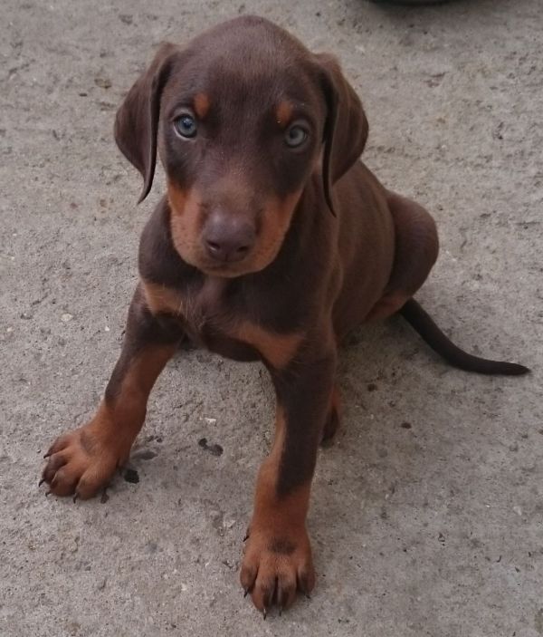 Regalo adorabili cuccioli  Dobermann 
