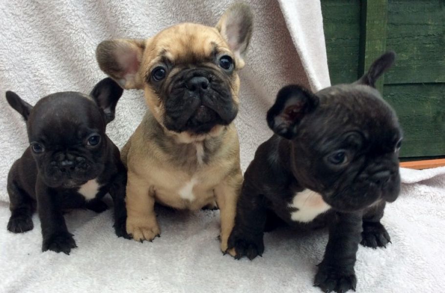 REGALO Cuccioli di Bulldog Francese