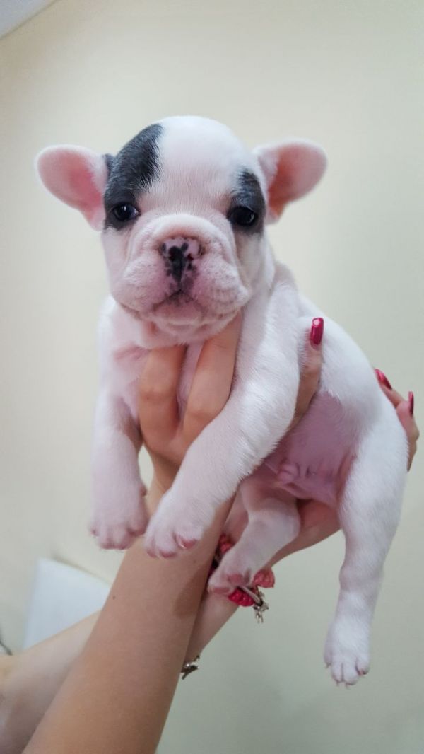 Affettuoso, socievole cuccioli di Bulldog francese