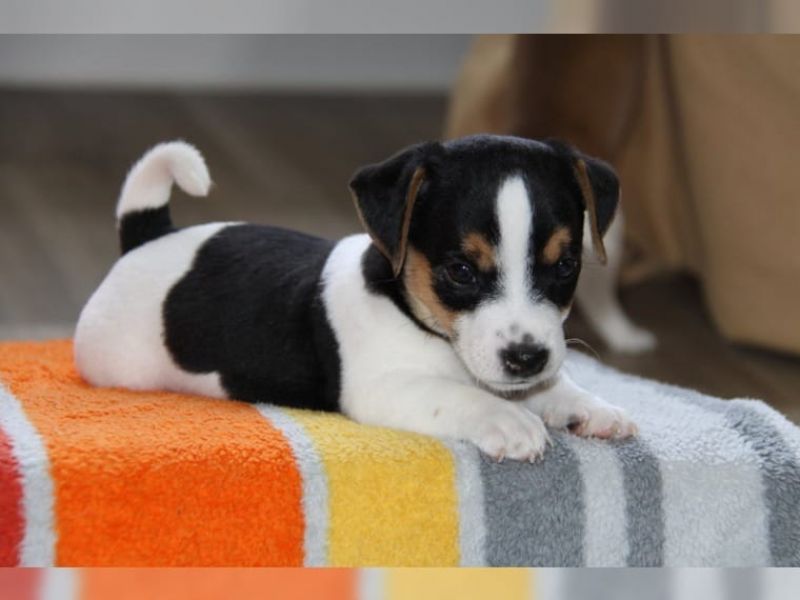 Regalo Jack Russell Terrier