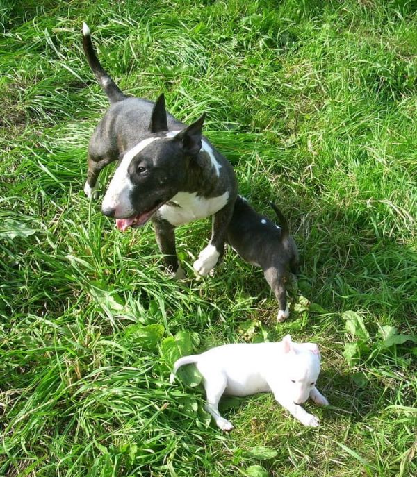  regalo bull terrier cuccioli disponibile per l adozione 