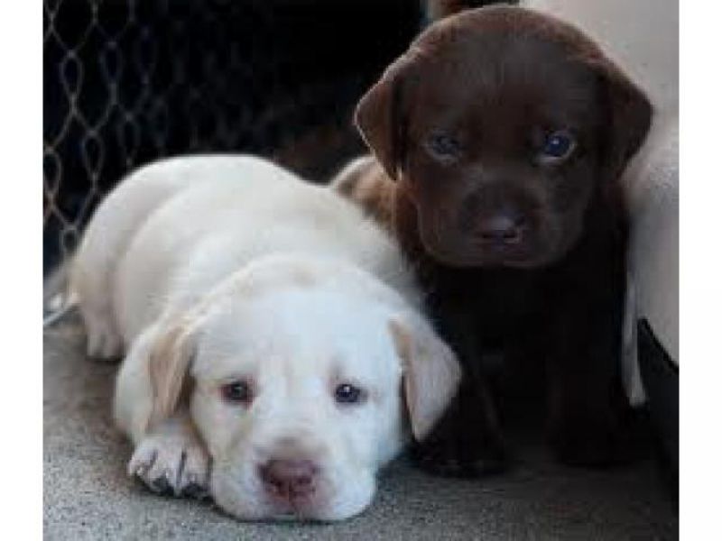 Regalo cuccioli di labrador disponibili per l'adozione